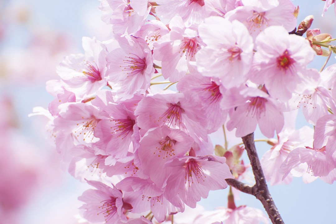 Cherry-Tree-Detail-Vogue-4Dec15-Getty_b_1080x720