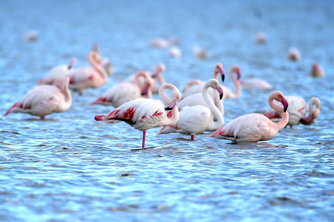 Flamingos-Vogue-4Dec15-Getty_b_1080x720